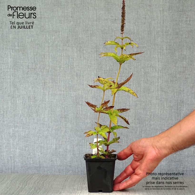 Veronicastrum virginicum Cupid 8/9 cm pot sample as delivered in summer