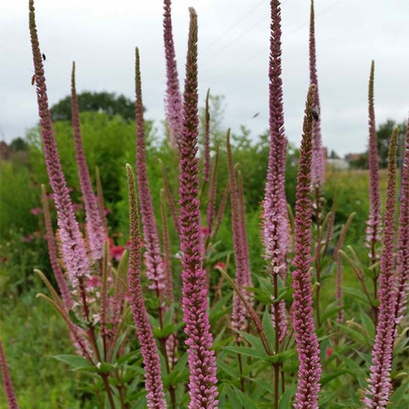 Veronicastrum virginicum Erica (Flowering)