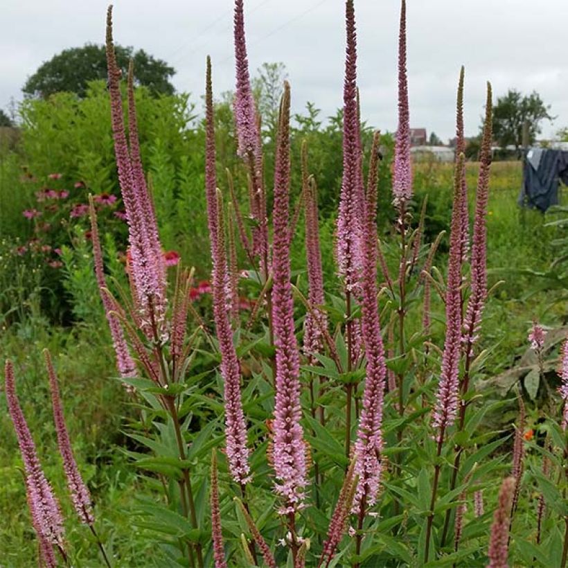 Veronicastrum virginicum Erica (Plant habit)