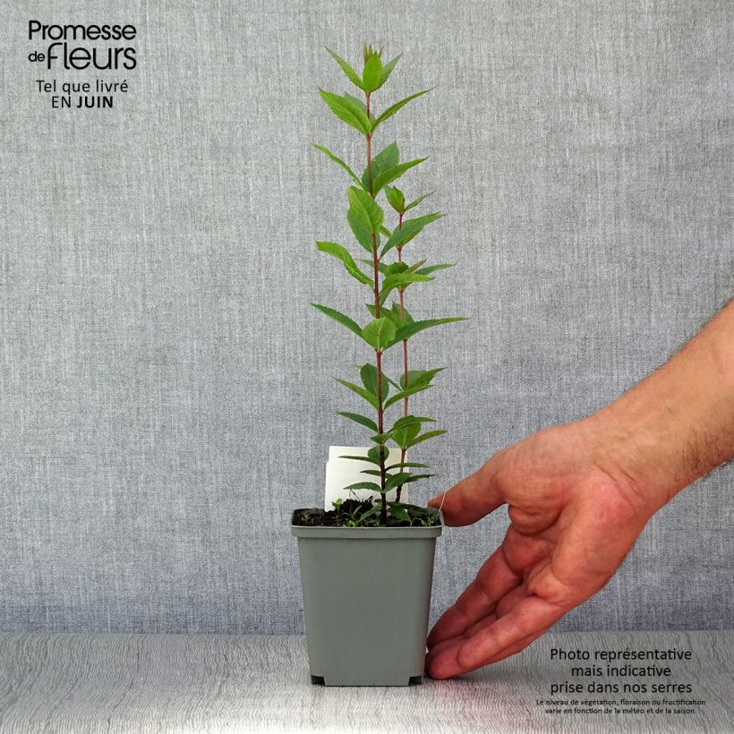 Veronicastrum virginicum Erica 8/9 cm pot sample as delivered in summer