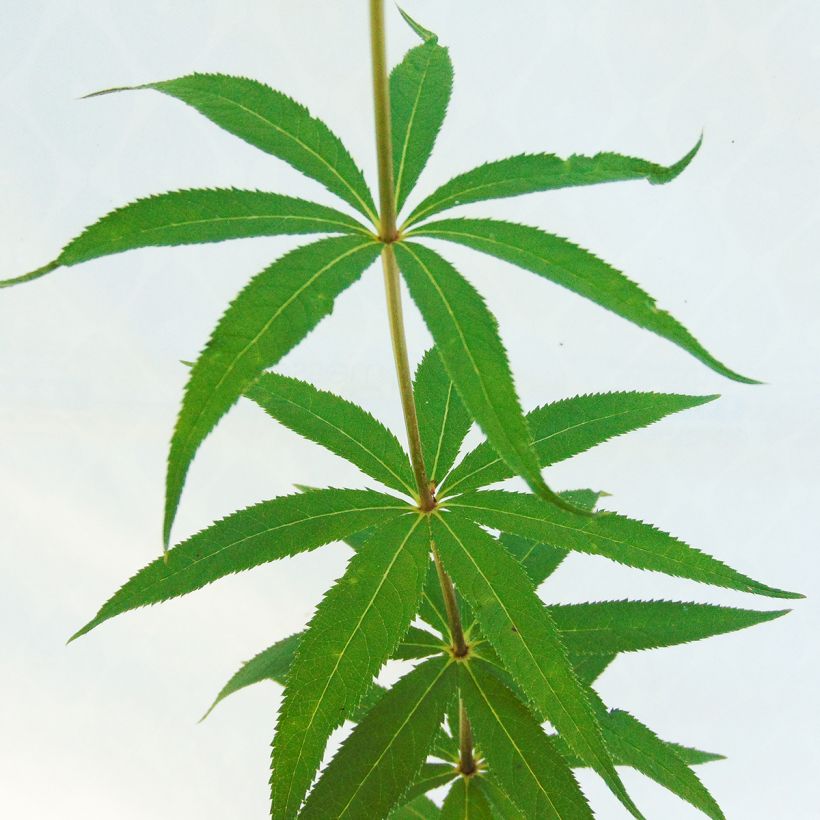 Veronicastrum virginicum Fascination (Foliage)