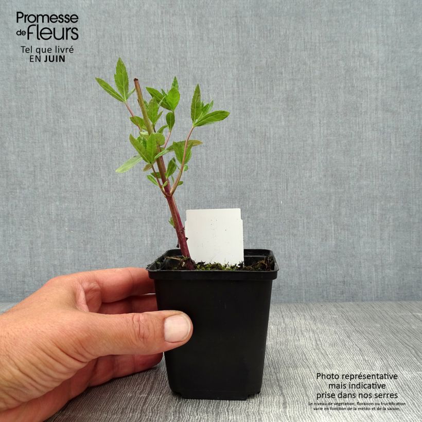 Veronicastrum virginicum Fascination 8/9 cm pot sample as delivered in summer