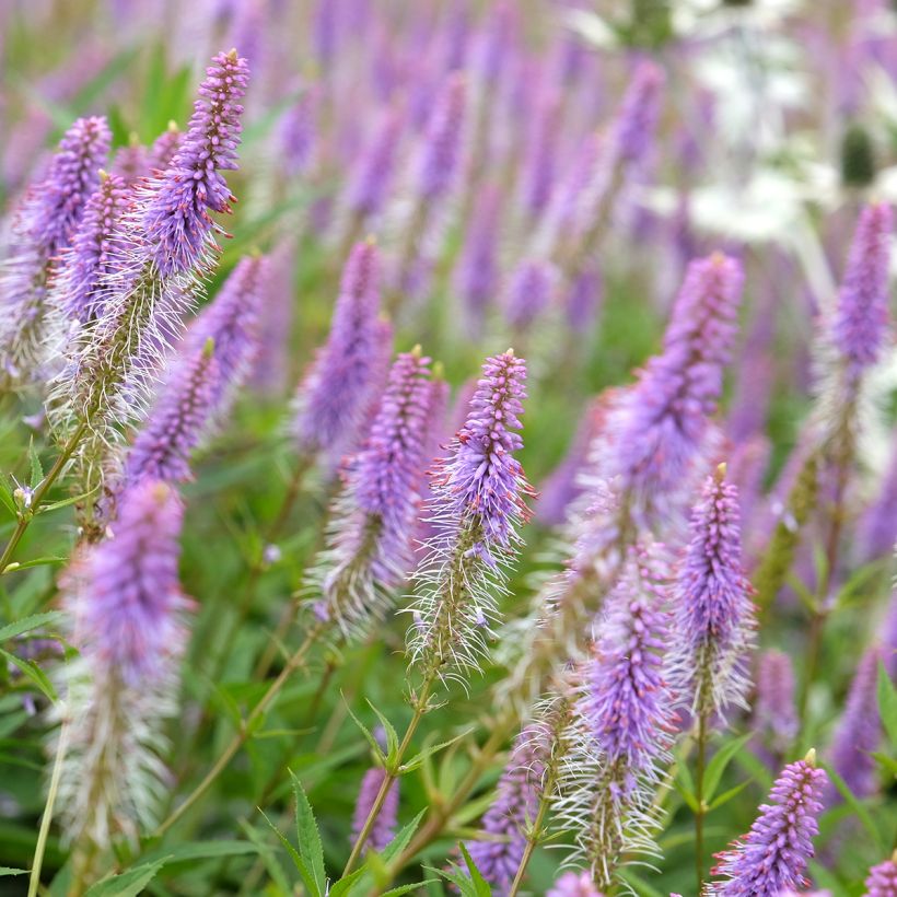 Veronicastrum virginicum Fascination (Flowering)