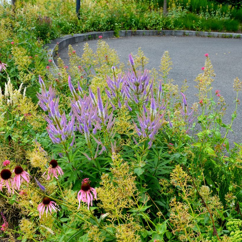 Veronicastrum virginicum Fascination (Plant habit)