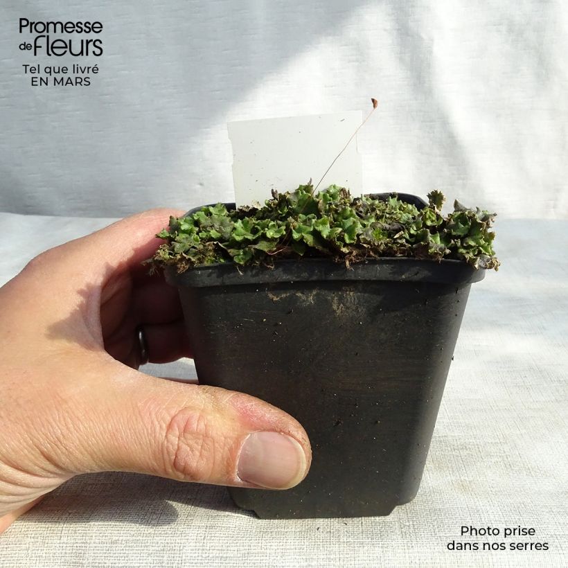 Veronicastrum virginicum Green Tip 8/9 cm pot sample as delivered in winter