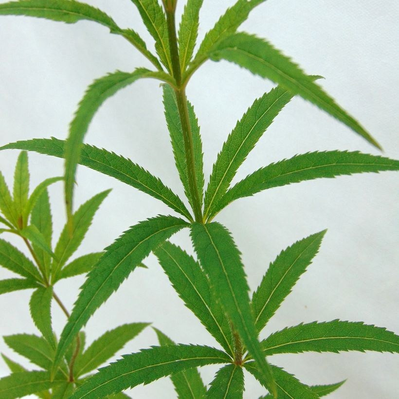 Veronicastrum virginicum Lavendelturm (Foliage)