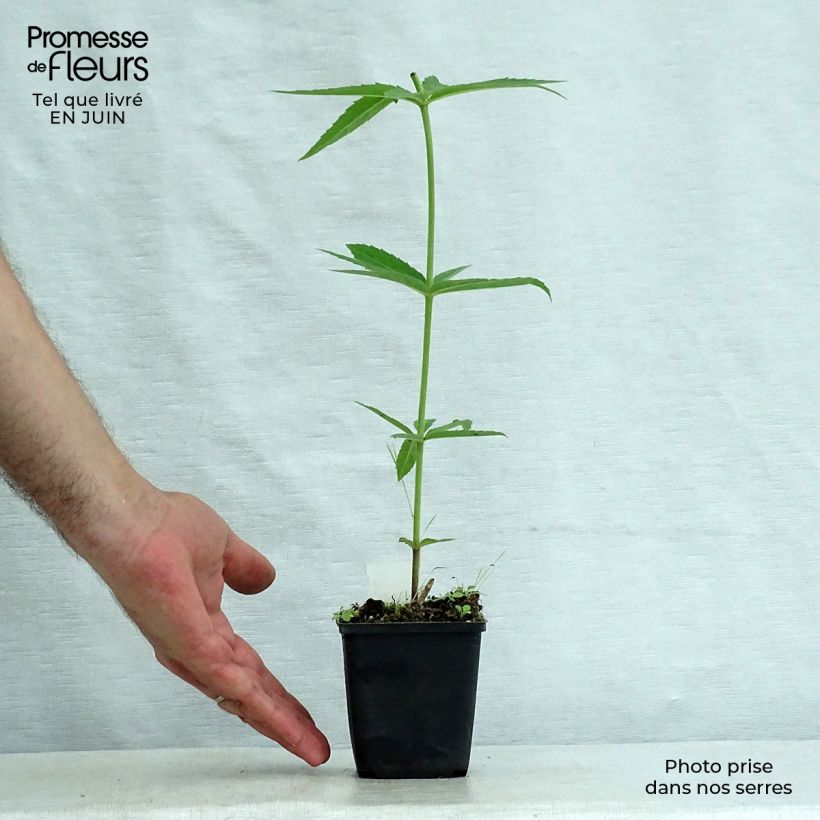 Veronicastrum virginicum Lavendelturm 8/9 cm pot sample as delivered in summer