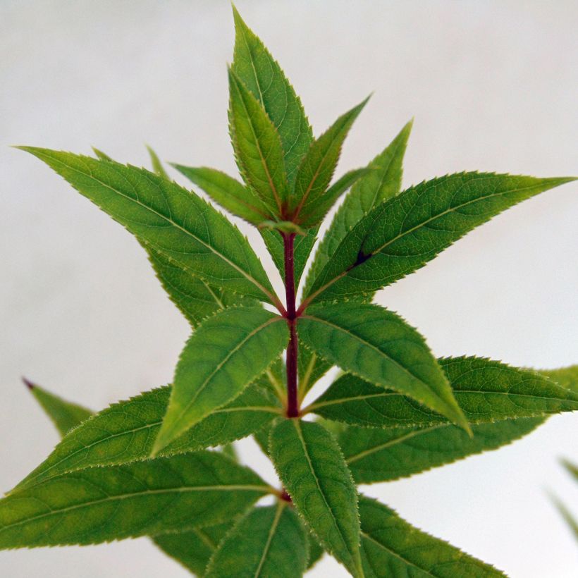 Veronicastrum virginicum Pink Glow (Foliage)