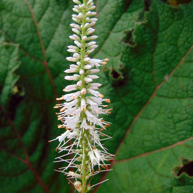 Veronicastrum virginicum Pink Glow (Flowering)