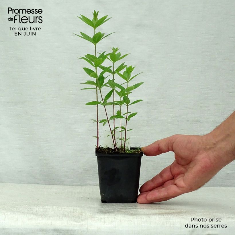 Veronicastrum virginicum Pink Glow 8/9 cm pot sample as delivered in summer