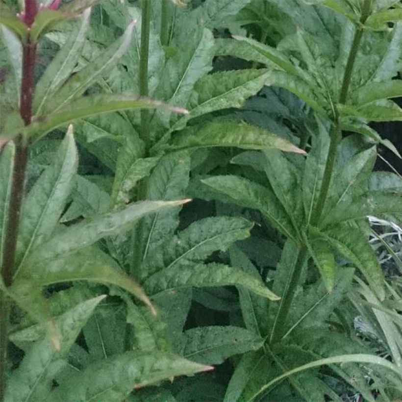 Veronicastrum Red Arrows (Foliage)