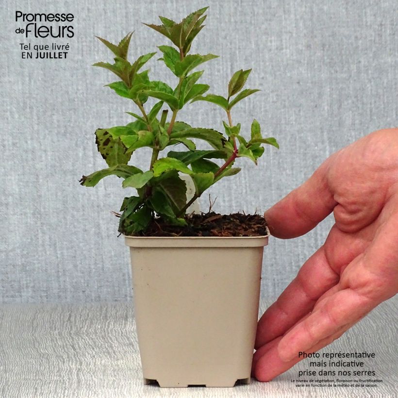 Veronicastrum Red Arrows 8/9 cm pot sample as delivered in summer
