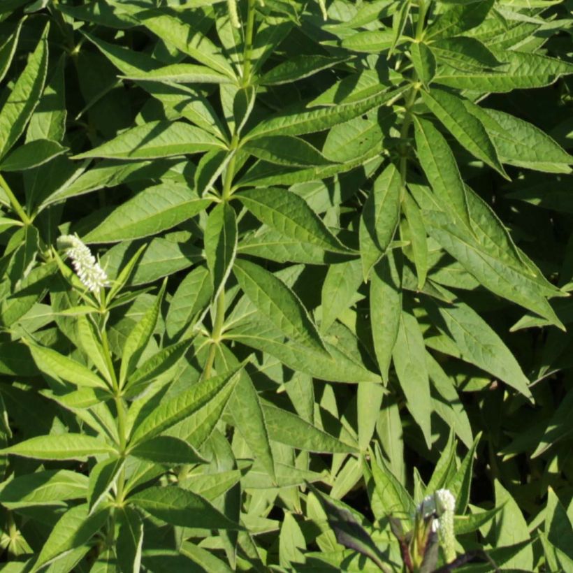 Veronicastrum virginicum Spring Dew (Foliage)