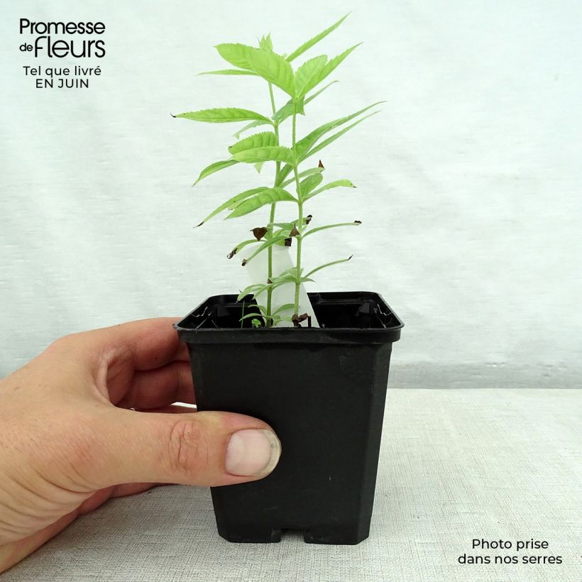 Veronicastrum virginicum Spring Dew - Véronique de Virginie Godet de 8/9 cm sample as delivered in summer