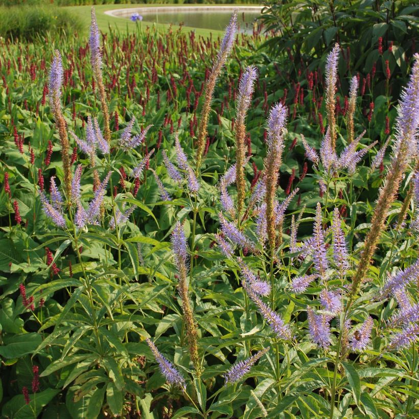 Veronicastrum virginicum Temptation (Flowering)