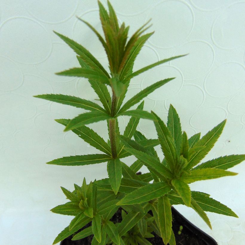 Veronicastrum virginicum Album (Foliage)