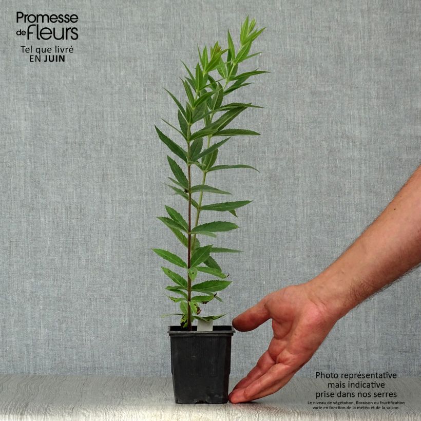 Veronicastrum virginicum Album 8/9 cm pot sample as delivered in summer