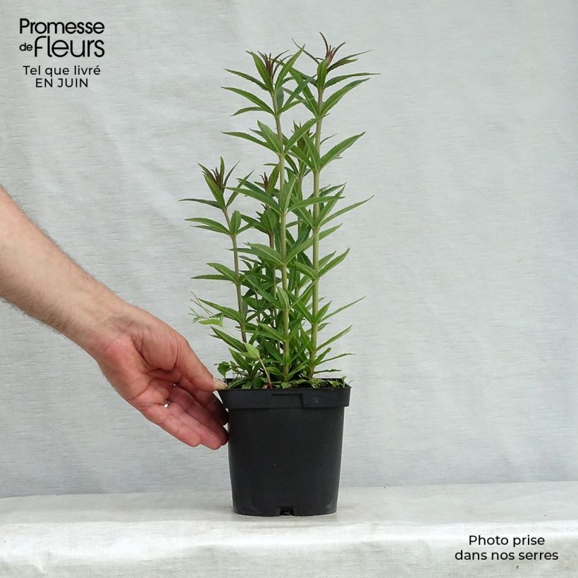 Veronicastrum virginicum Album 2L/3L pot sample as delivered in summer