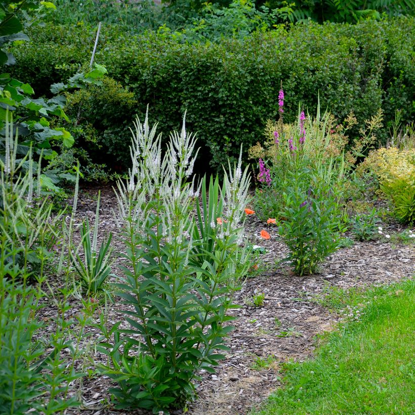 Veronicastrum virginicum Album (Plant habit)