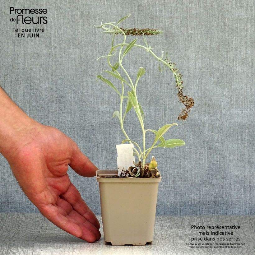 Veronica spicata subsp. incana Silbersee 8/9 cm pot sample as delivered in summer