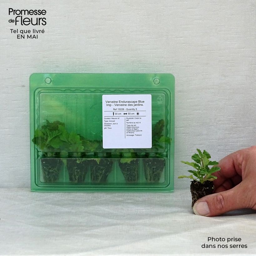 Verbena hybrida Endurascape Blue Imp Plug plant 3/4cm sample as delivered in spring