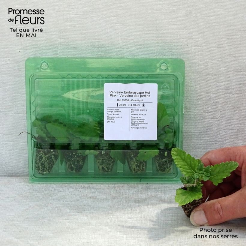 Verbena hybrida Endurascape Hot Pink Plug plant 3/4cm sample as delivered in spring
