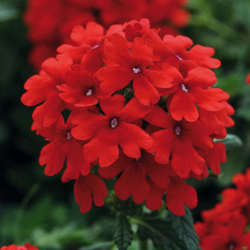 Verbena hybrida Endurascape Lava Red (Flowering)