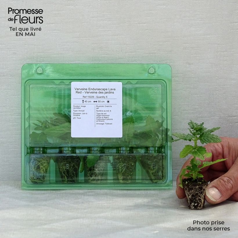 Verbena hybrida Endurascape Lava Red Plug plant 3/4cm sample as delivered in spring