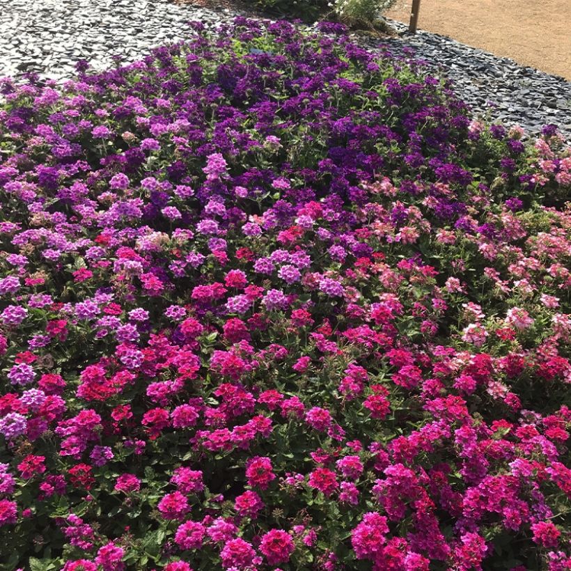Verbena hybrida Endurascape Magenta (Plant habit)
