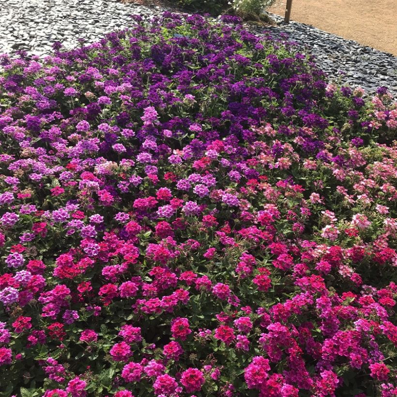 Verbena hybrida Endurascape Magenta (Plant habit)