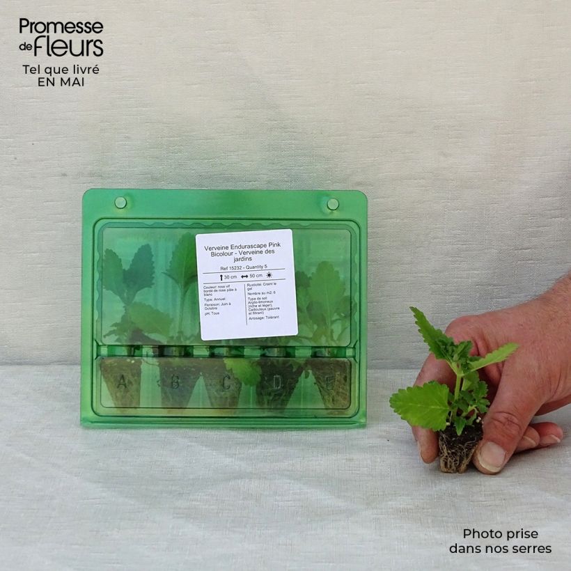 Verbena hybrida Endurascape Pink Bicolour Plug plant 3/4cm sample as delivered in spring