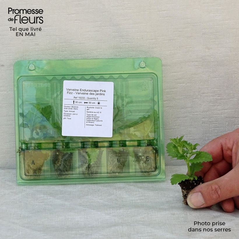 Verbena hybrida Endurascape Pink Fizz Plug plant 3/4cm sample as delivered in spring