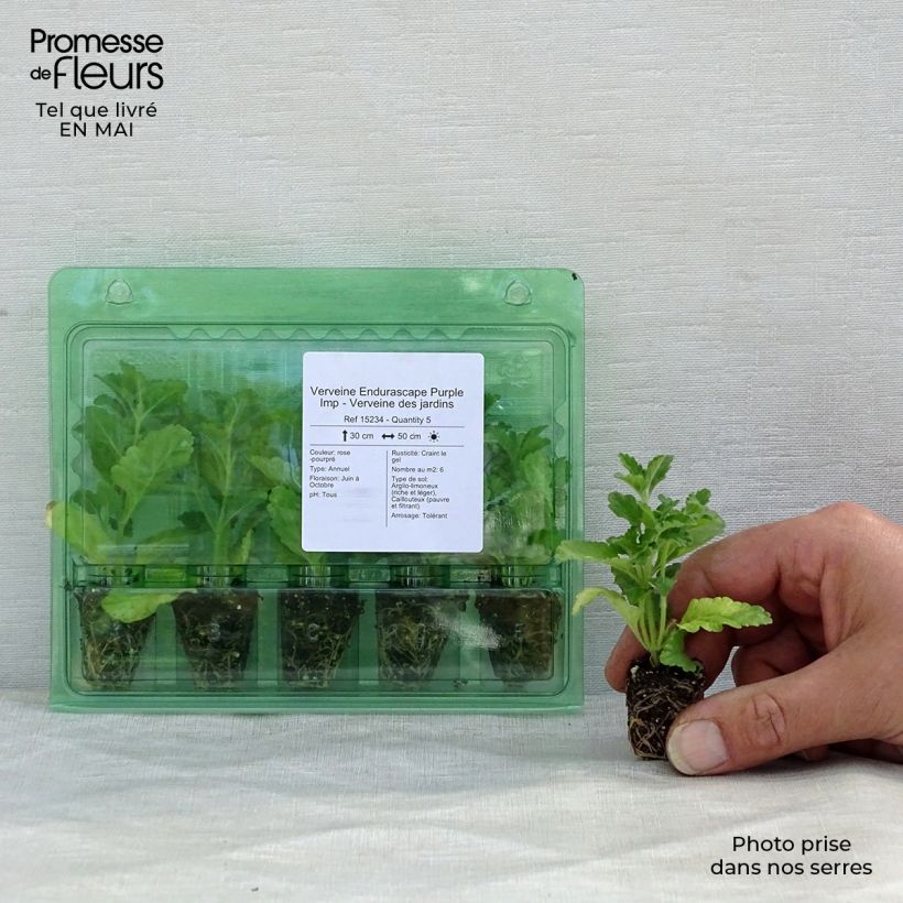 Verbena hybrida Endurascape Purple Imp Plug plant 3/4cm sample as delivered in spring