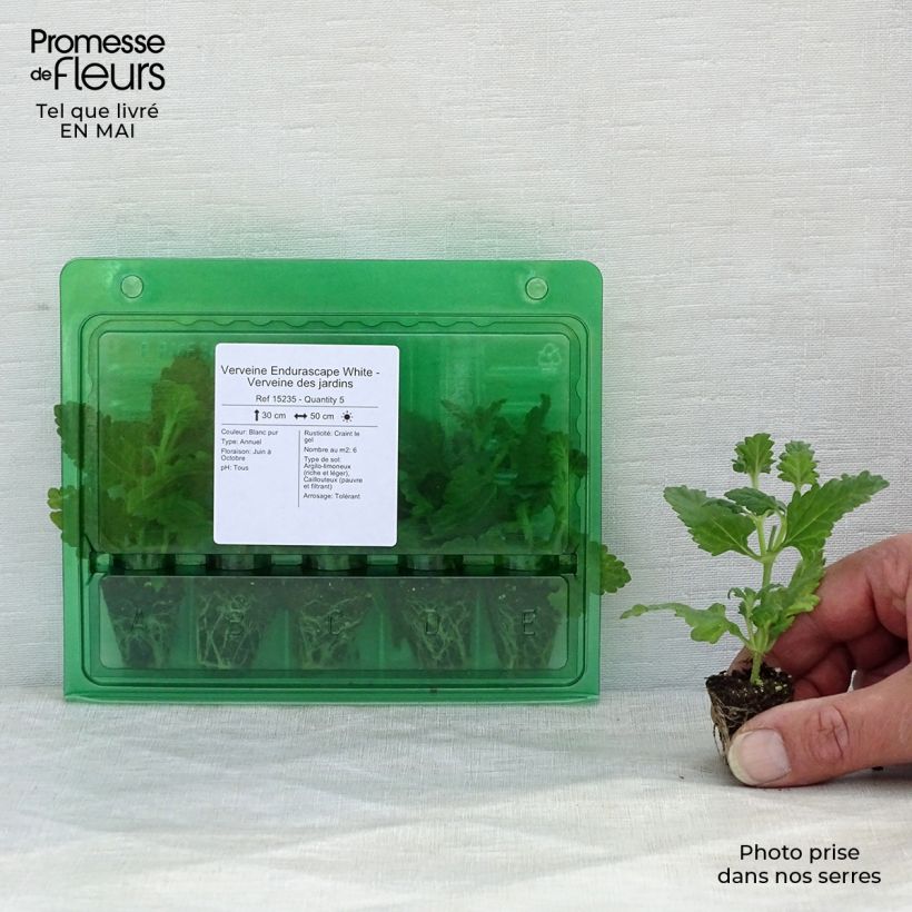Verbena hybrida Endurascape White Plug plant 3/4cm sample as delivered in spring