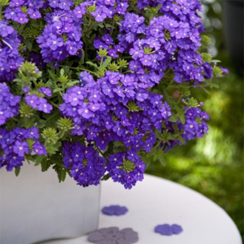 Verbena Vepita Pearl Blue (Plant habit)