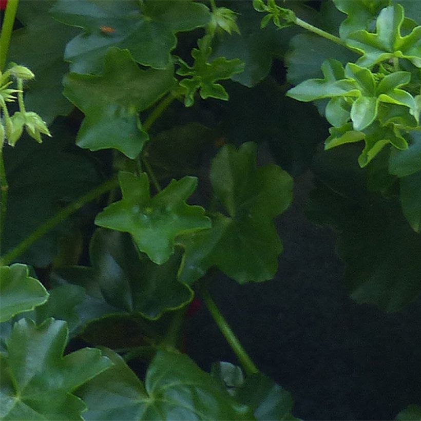Verbena hybrida Estrella Merlot Star. (Foliage)