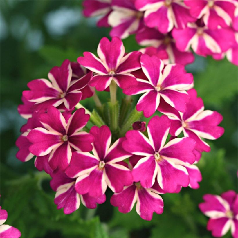 Verbena hybrida Estrella Merlot Star. (Flowering)