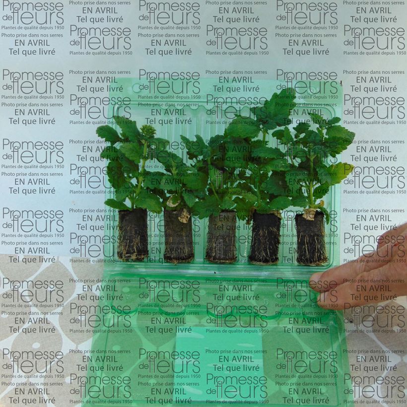 Example of Verbena hybrida Estrella Merlot Star. Plug plant 3/4cm specimen as delivered