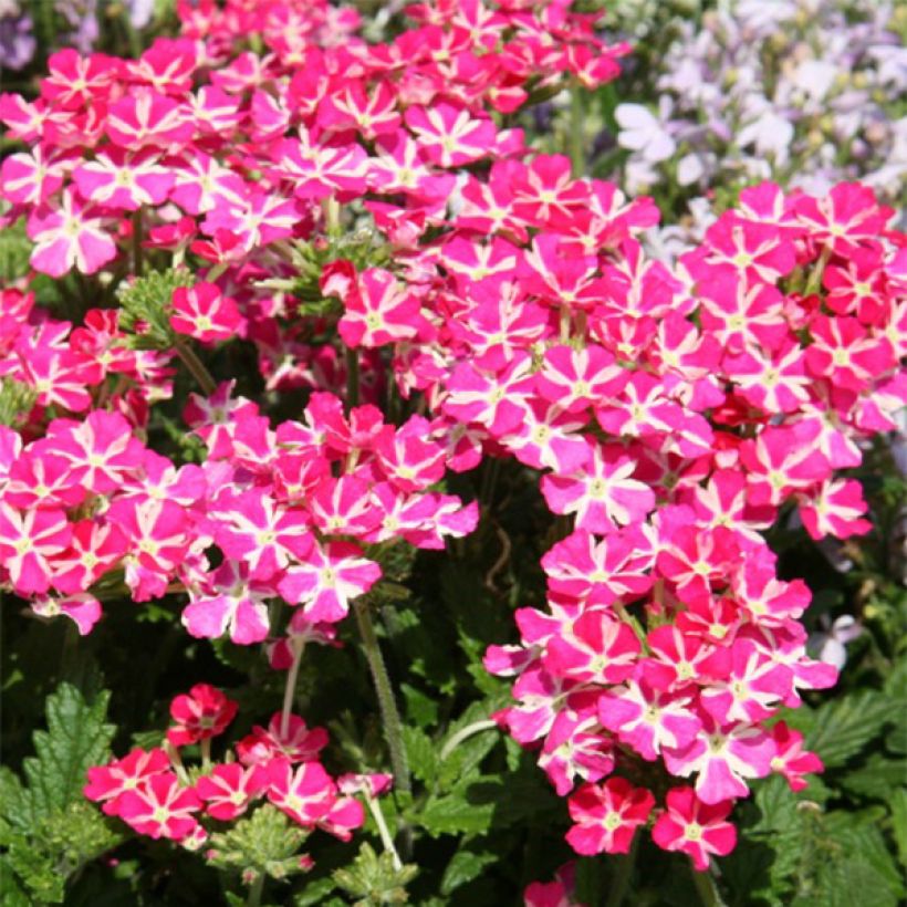 Verbena Superbena Coral Star (Flowering)