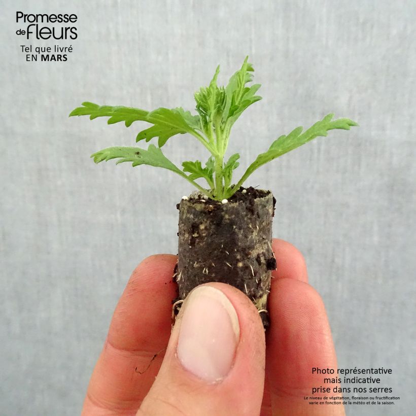 Verbena hybrida Lavender White Plug plant 1.5/2.5 cm sample as delivered in spring