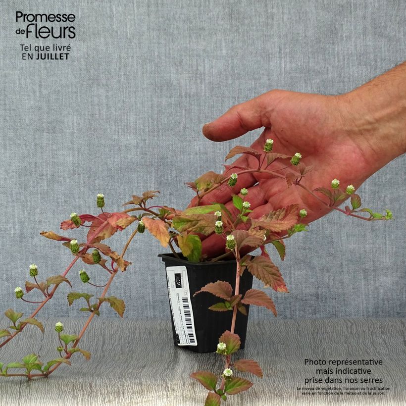 Lippia dulcis - Aztec Sweet Box 7/8 cm pot sample as delivered in summer