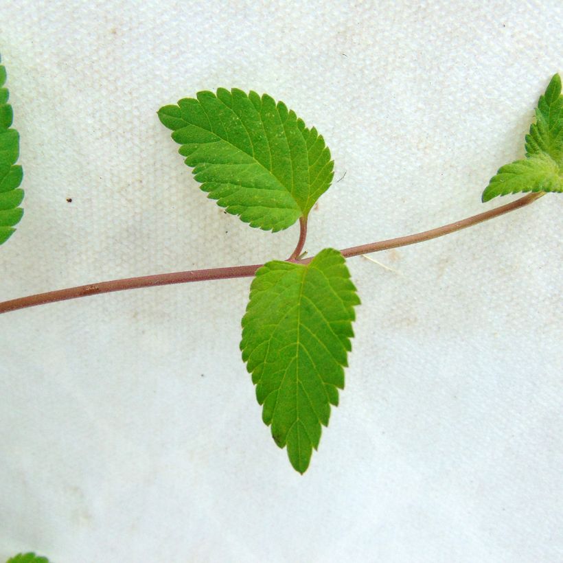 Lippia dulcis - Aztec Sweet Box (Foliage)