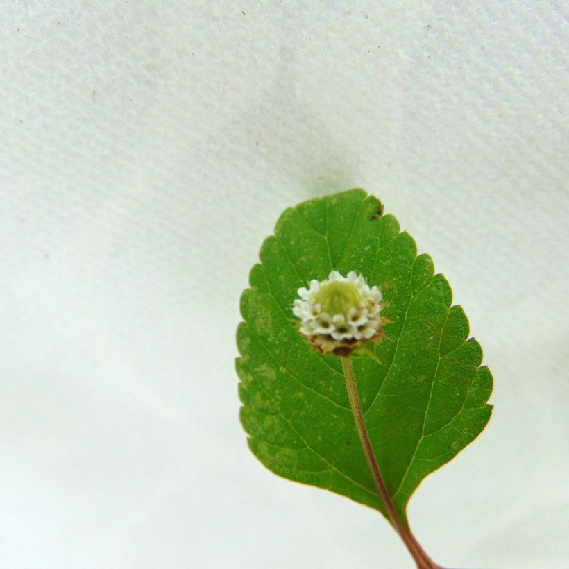 Lippia dulcis - Aztec Sweet Box (Flowering)
