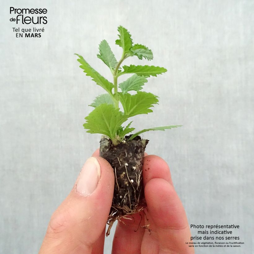 Verbena Superbena Coral Star Plug plant 1.5/2.5 cm sample as delivered in spring