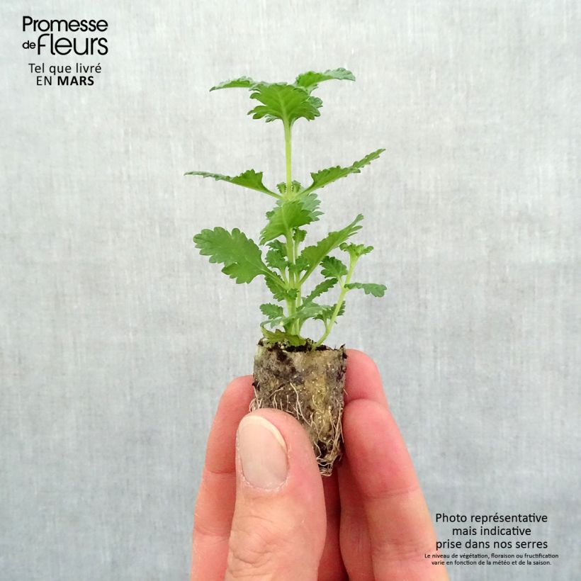 Verbena Superbena Royale Peachy Keen Plug plant 1.5/2.5 cm sample as delivered in spring