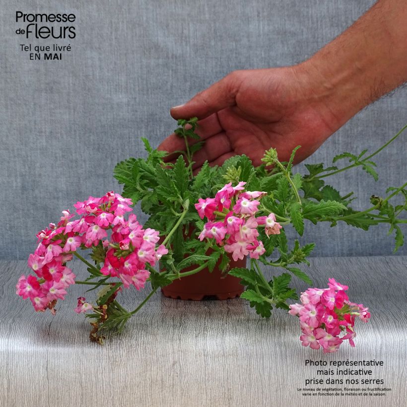 Verbena Superbena Royale Peachy Keen 8/9 cm pot sample as delivered in spring