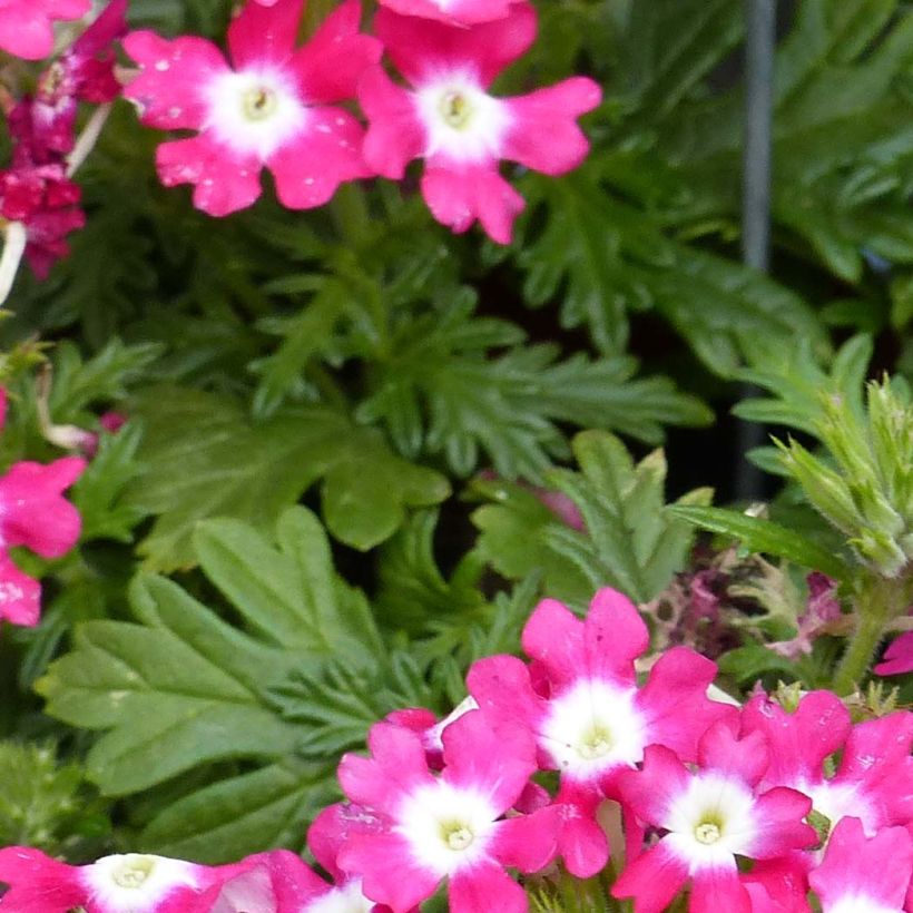 Verbena hybrida Virgo Candy Cane (Foliage)