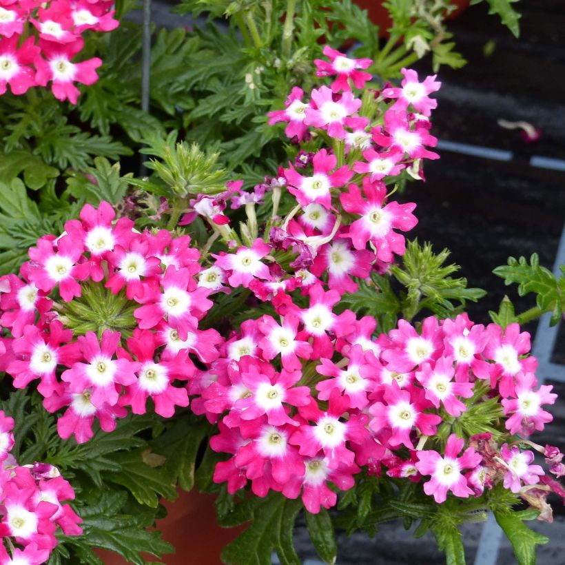 Verbena hybrida Virgo Candy Cane (Flowering)