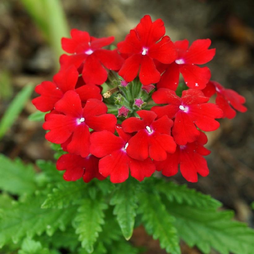 Verbena hybrida Vepita Dark Red (Flowering)