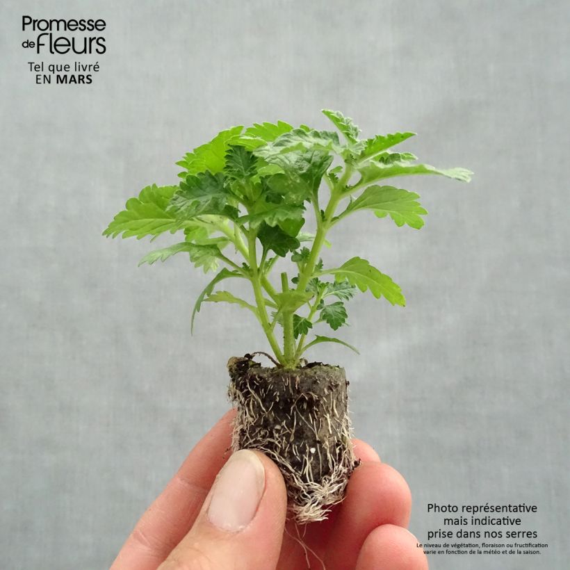Verbena hybrida Vepita Dark Red Plug plant 3/4cm sample as delivered in spring